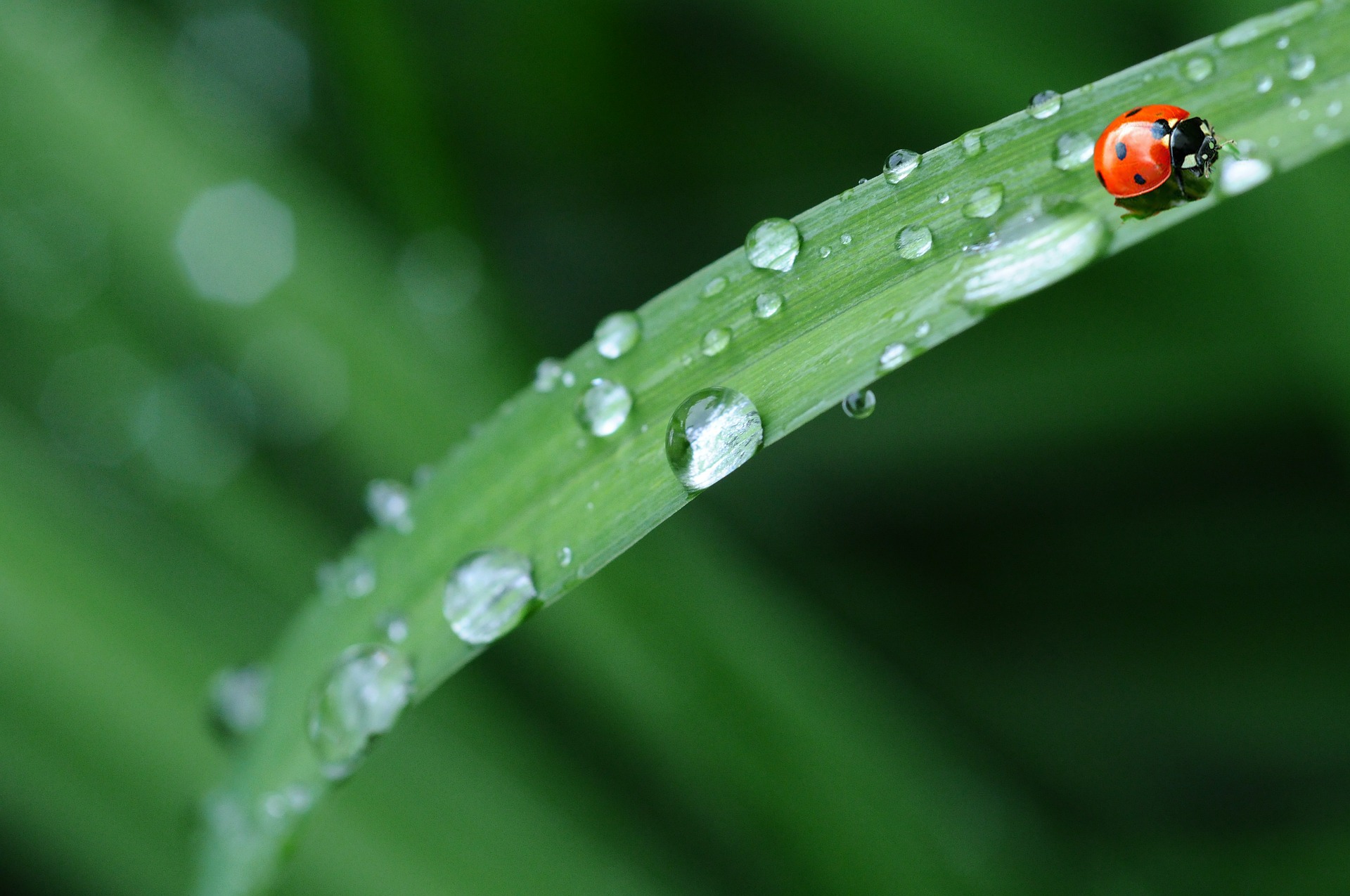 raindrops-gdab6d5e12_1920.jpg