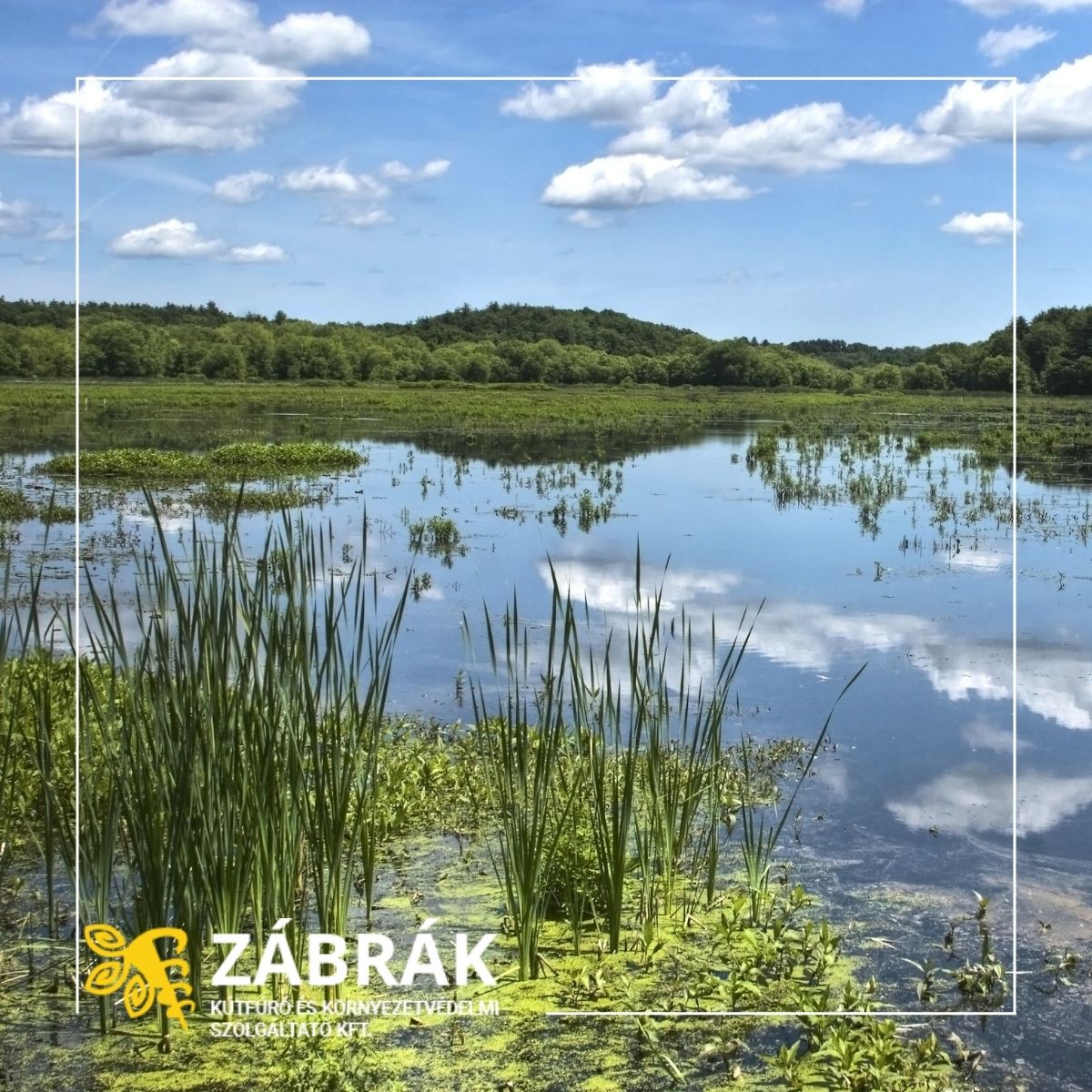 www.zabrak.com (2).jpg